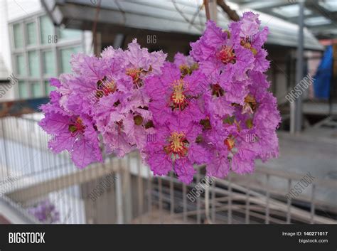 Inthanin Flowers Queen Image & Photo (Free Trial) | Bigstock