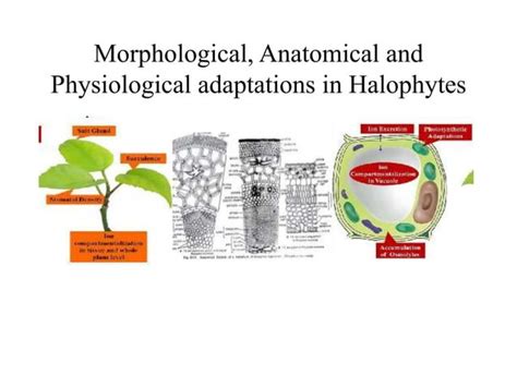 Plants Genetics And Importance Seminar Ppt Pptx