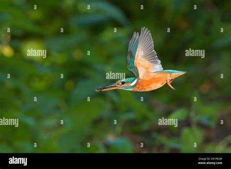 Common Kingfisher Alcedo Atthis Adult Female In Flight With Three