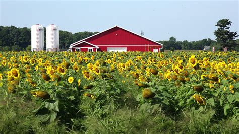 Sunflower field and red utility shed 1301330 Stock Video at Vecteezy