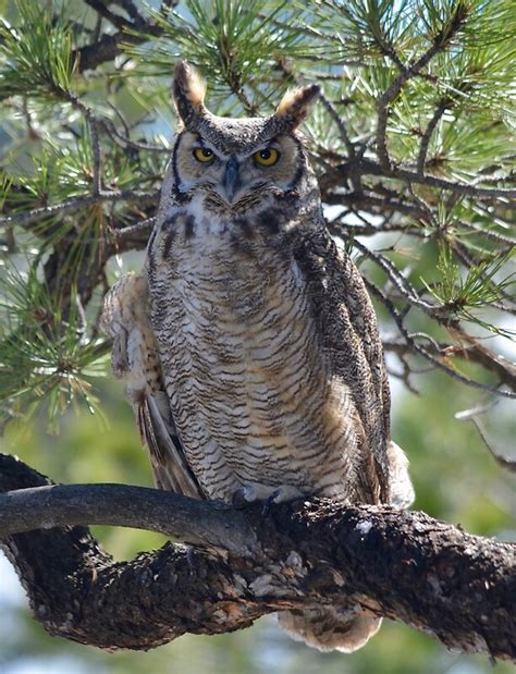 Great Horned Owl Perched In The Tree By Richardbryce Redbubble