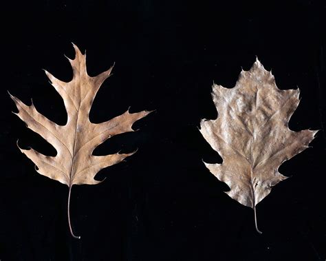 Oak Leaf Shapes & Sizes | Oak leaf, Maple leaf tattoo, Oak