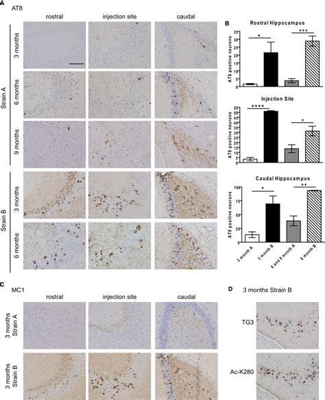 Distinct Synuclein Strains Differentially Promote Tau Inclusions In