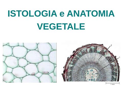 PDF ISTOLOGIA E ANATOMIA VEGETALE Units It 3Th Biologia