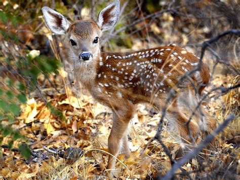 Fonds d écran Animaux de forêt Futura