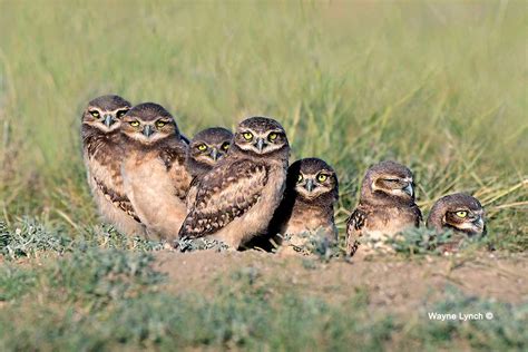 Burrowing Owls In Alberta By Dr Wayne Lynch The Canadian Nature Photographer