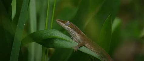 6 Signs My Anole Is Dying Symptoms And Examples Pocket Pet Central