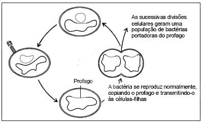 Tipos De Ciclo De Vida Lucox Cl