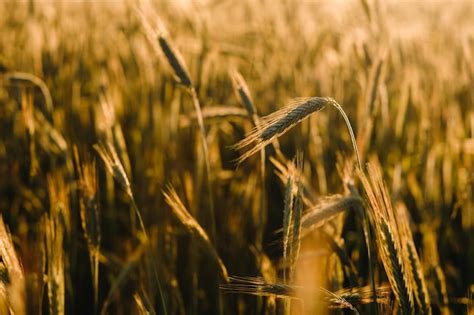 Campo de trigo ao pôr do sol espigas douradas de trigo o conceito de