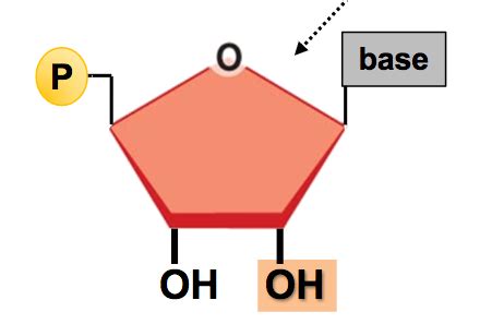 Bio EXAM 2 Images Flashcards Quizlet