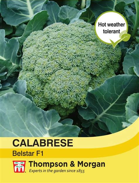 Broccoli Belstar F Cowell S Garden Centre Woolsington