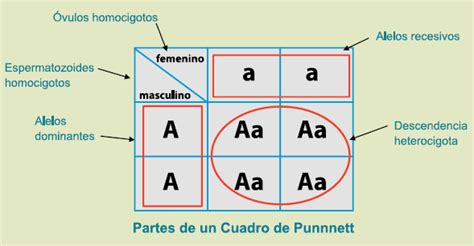 GENÉTICA: EL CUADRO DE PUNNETT