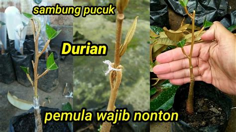 Tutorial Sambung Pucuk Durian Usia Dini Di Polibag Durian