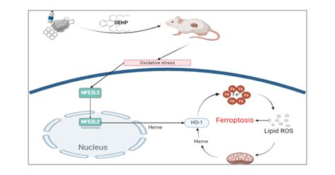 Novel Role Of Hemeoxygenase In Phthalate Induced Renal Proximal