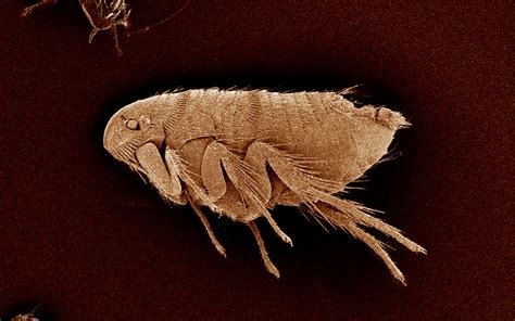 Natural Flea Home Remedies: Get Rid of Fleas with Safe and Effective ...