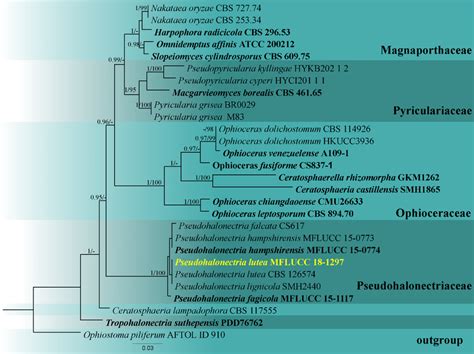 Phylogram Generated From Maximum Likelihood Analysis Based On Combined