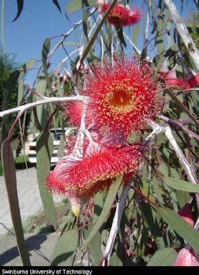 Garden amateur: Desert island plants