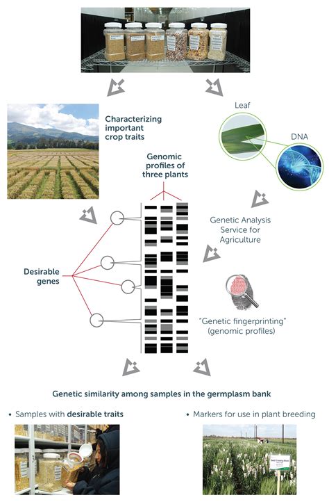 Genetic Resources Cimmyt