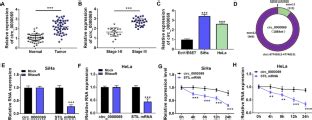 Hsa Circ Accelerates Cervical Cancer Progression By Sponging