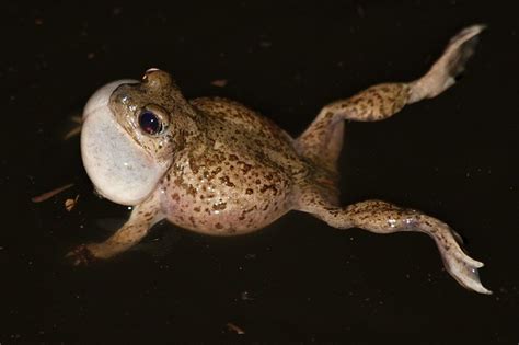 Flickriver Photoset Frogs And Toads By J N Stuart