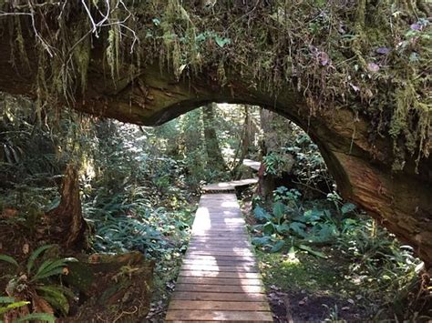 Hot Springs Cove Tofino All You Need To Know Before You Go