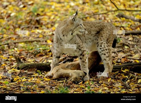 Lynx, prey, wood Stock Photo - Alamy