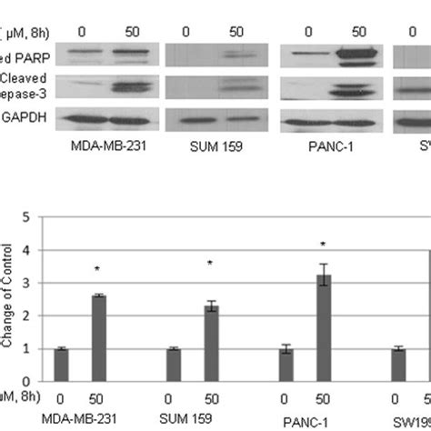 A Mda Mb 231 Cells Were Treated With 25 µm Of Doxorubicin With Or