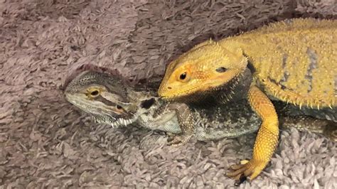 Bearded Dragons Mating