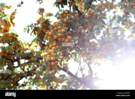 Ripe Yellow Plums On The Branches Of The Tree Stock Photo Alamy