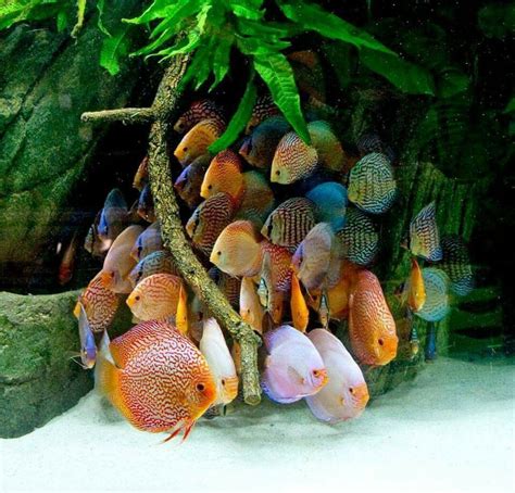 Beautiful Fish But They Look Terrified Discus Fish Aquarium Fish