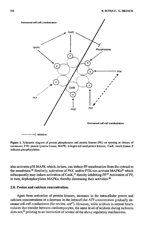 Protein Tyrosine Kinases Schematic Diagram Big Chemical Encyclopedia