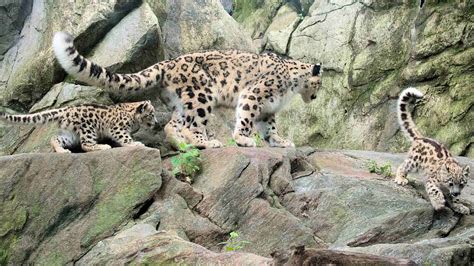 Rare snow leopard cubs make debut at Bronx Zoo | abc7chicago.com