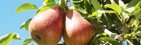 Pears Western Washington Tree Fruit And Alternative Fruits Washington