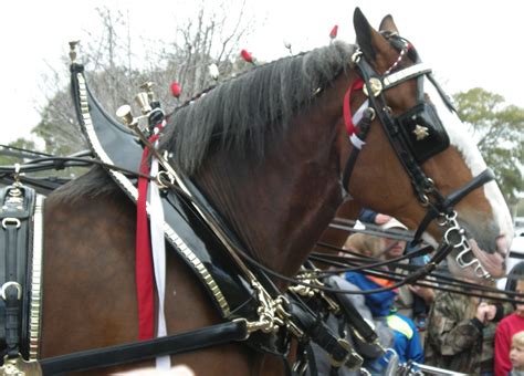 Create with Care: Budweiser Clydesdales