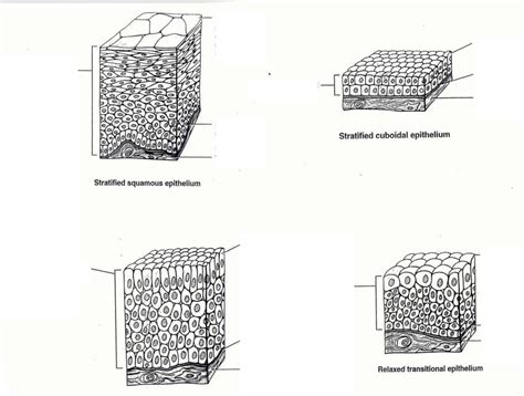 tissue gross anatomy pt diagram quizlet