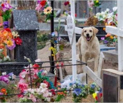 Not Cias Cachorro Vai Morar No Cemit Rio Ao Lado Do T Mulo Em Que