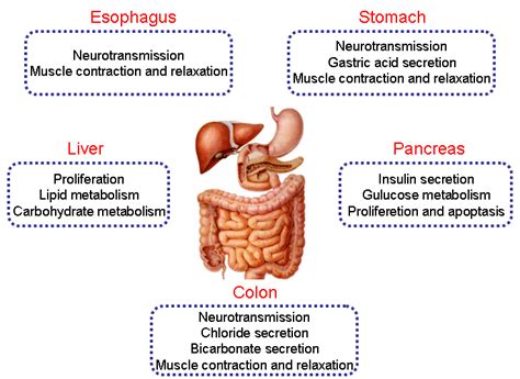 Digestive System Stomach Function