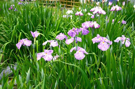 堀切菖蒲園・水元公園『葛飾菖蒲まつり』｜葛飾区｜2024 東京とりっぷ