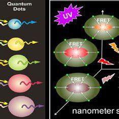 Principle Of The Time Gated Tb To Qd To Dye Fret Relay Reprinted From