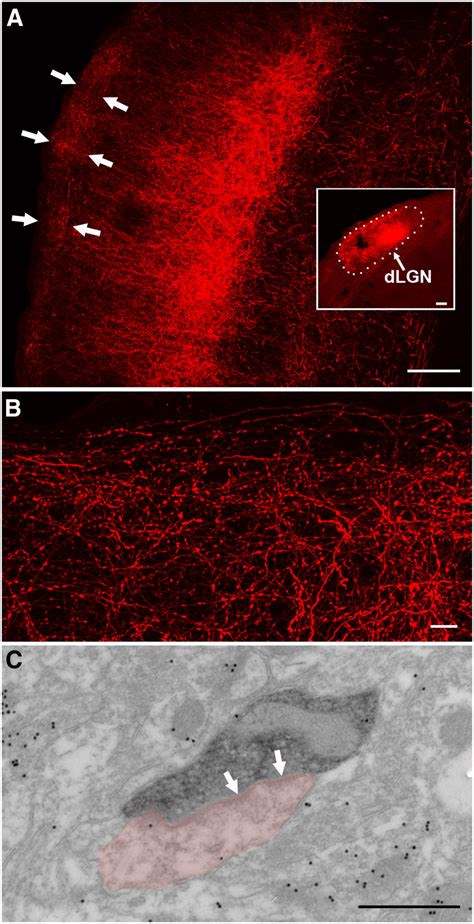 Synaptic Targets Of Dlgn Projections To V Layer I A B Injections Of