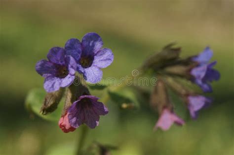 Suffolk Lungwort Pulmonaria Obscura Stock Image Image Of Nature