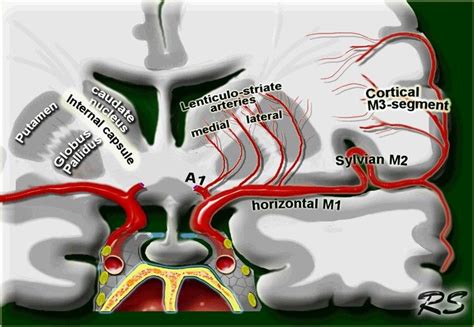 Mca Segment Anatomy Brain Anatomy Radiology Anatomy