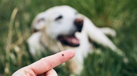 Strzyżaki Sarnie Tajemniczy Latający Pasożyt Jak Zminimalizować