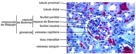 Histologie Codex Virtualis