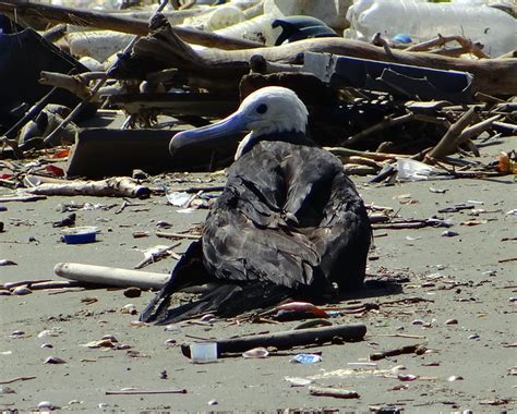 1 Tijereta De Mar Magnificent Frigatebird Fregata Magnificens