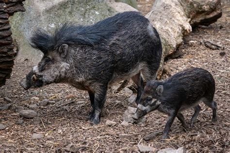 The Visayan Warty Pig - one of the rarest wild pigs - Fun In The Philippines