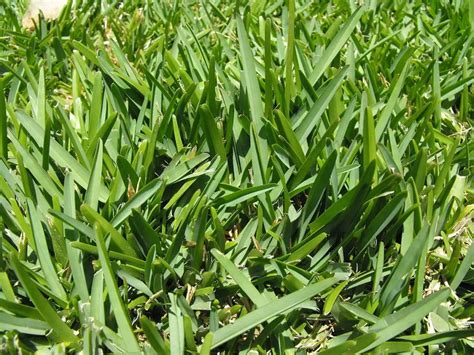 How To Revive St Augustine Grass