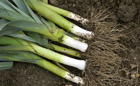 Leek Vs Green Onion What Are The Differences A Z Animals