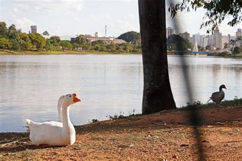 O Que Fazer Em São José Do Rio Preto Programas Imperdíveis