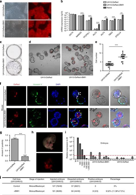 Bmi Enables Interspecies Chimerism With Human Pluripotent Stem Cells Pmc